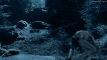 smeagol-sméagol.gif